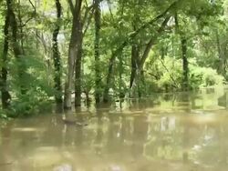 May 9, 2001 Mississippi River Flooding a tour of a flooded neighborhood in northwest Memphis, Tennessee, USA Stock Footage