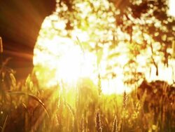 Sunbeams Under An Old Oak Tree Stock Footage