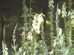 Colibri 2 Stock Footage