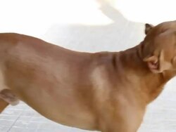 Pitbull biting a fabric Stock Footage