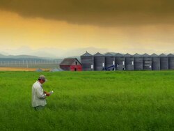 HD DOLLY: Farmer in Grain Field, Examining Crop Stock Footage