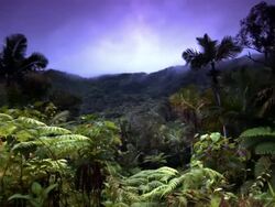 Long Shot steadicam tracking,right , A vivid blue sky glows above the El Yunque National Forest in Puerto Rico. / El Yunque National Forest, Puerto Rico Stock Footage