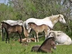 MS Shot of group of horse resting on grass / Saintes Maries de la Mer, Camargue, France Stock Footage