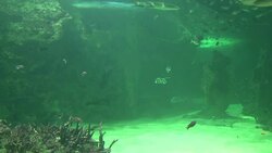 VOICED: Tiburones y hombres, fragil armonia en Aus News Clip