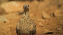 Female crowned sandgrouse (Pterocles coronatus) in the desert Stock Footage