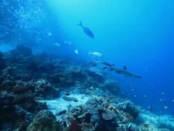 MS TS Shot of Shark and jack fish swimming over white reef / Sipadan, Semporna, Tawau, Malaysia Stock Footage
