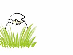 Hatching baby chicken. Stock Footage