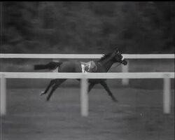""RIBOT"" WINS AT ASCOT News Clip