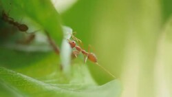 ant fail on work Stock Footage