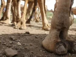 Camel's hooves Stock Footage