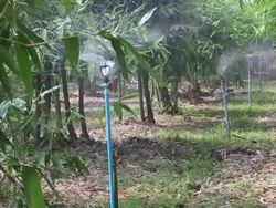 Sprinkler in bamboo garden Stock Footage