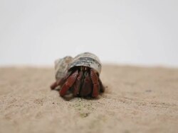 Hermit Crab on Sand with White Background Stock Footage