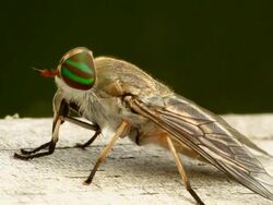 Female Striped Horse Fly Stock Footage
