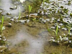 Tadpoles in the water. Stock Footage
