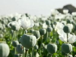  MS PAN Poppy plantation / Rajasthan, India Stock Footage
