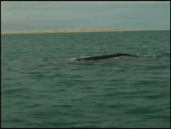 Gray whales arrive off Baja California on yearly migration News Clip