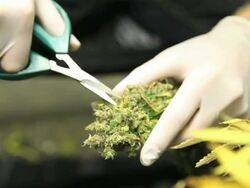 Marijuana, weed, buds, cannabis, plant, pot Stock Footage