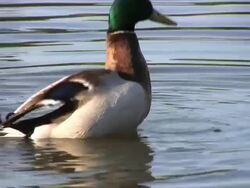Duck at the lake (HD) Stock Footage