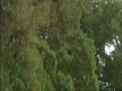 Pan right across from trees to Temple of Heaven, Beijing, China Stock Footage