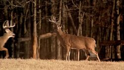 White tail deer with antlers large racks in a field. Stock Footage
