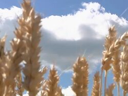 CU ZO Winter wheat swaying in breeze before being harvested  / Dansville, Michigan, United States Stock Footage
