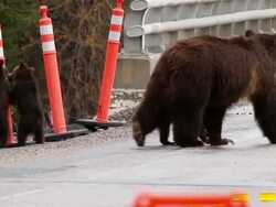 MS PAN Shot of grizzly bear with three spring cubs crossing through bridge construction zone / Tetons, Wyoming, United States Stock Footage