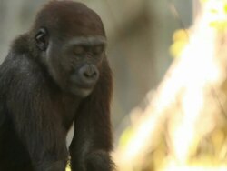 Baby Gorilla (Full HD) Stock Footage