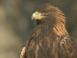 Golden Eagle close-up Stock Footage