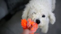 Dog play game with rope toy in woman hand Stock Footage