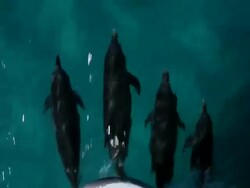 MS TS DS Four spotted dolphin swimming front of boat   / At sea, At sea, Bahamas Stock Footage