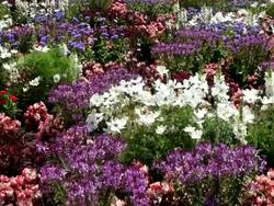 MS Field of flowers / Koblenz, Rhineland-Palatinate, Germany Stock Footage