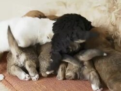 PUPPIES NURSING FROM MOTHER Stock Footage