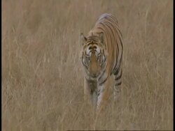 MS Royal Bengal Tiger, Panthera tigris tigris, walking through grass to pool to drink, Bandhavgarh National Park, India Stock Footage
