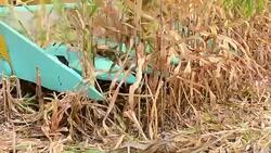 Harvesting Corn Stock Footage