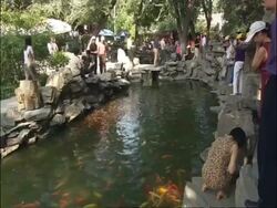 WA pond with carp in Chinese Garden, tourists feeding fish, Beijing, China Stock Footage