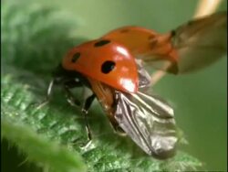Ladybird Beetle (Coccinella 7-punctata) sequence of folding its wings under wingcases, UK Stock Footage