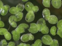 Duckweed supporting clusters of Vorticella sp. Stock Footage