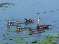 Family of Ducks in the Water Stock Footage