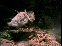 Cuttlefish reproduction; the male on the right passes pack of sperm to female who stores it until her eggs are ripe, short sequence Stock Footage