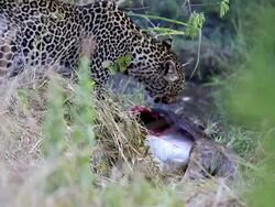 Leopard eating at secret place - camouflage Stock Footage