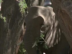 Desert Elephant (Loxodonta africana) camouflaged, Ugab River Basin, Namibia: desert-dwelling population of African Bush Elephant though not distinct subspecies Stock Footage
