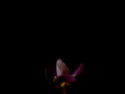 T/L purple iris flowers bloom from tight buds, then dies, black background Stock Footage