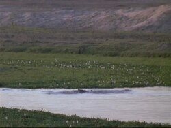 Nile Crocodiles (Crocodylus niloticus) - LS group of crocodiles feeding in water, thrashing about, bird flies low over water, Mana Pools, Zimbabwe Stock Footage