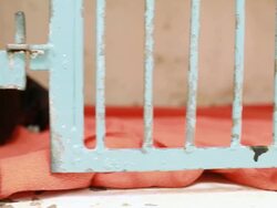 Boston terrier needs a home Stock Footage