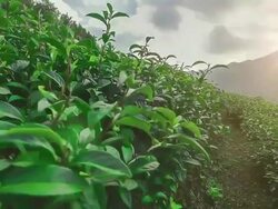 Tea Plantations at Mae Salong chiang rai Thailand Stock Footage