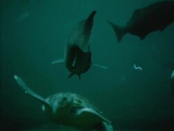 Feeding the fish at Marineland Stock Footage