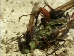 CU 3 Female Sand Wasps (Ammophila) fighting over caterpillar, USA Stock Footage