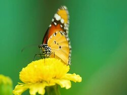 Monarch Butterfly Stock Footage