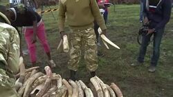 CLEAN : Kenya unloads stockpile of ivory ahead of symbolic burning News Clip