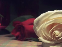 Candles and roses Stock Footage